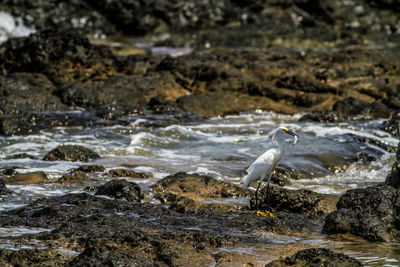 Seagull caching a fish on rock over the ocean