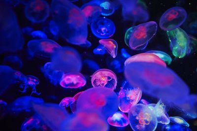 Close-up of coral underwater
