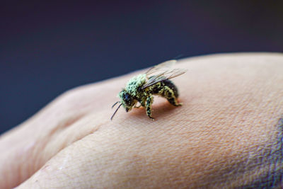 Close-up of insect on hand