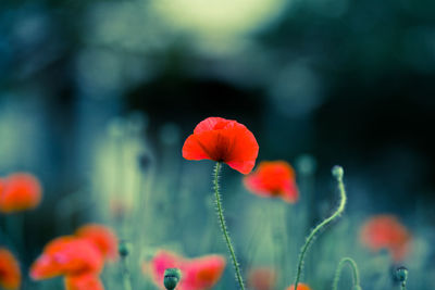 Close-up of red poppy flower