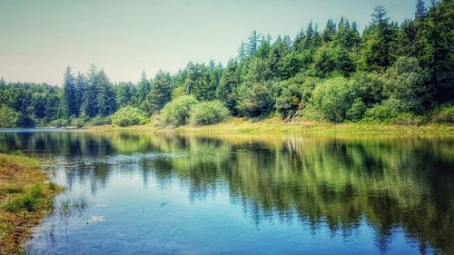 Reflection of trees in lake