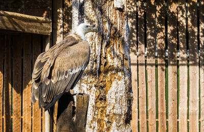 Birds perching on wooden post