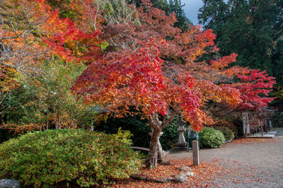 Red maple tree