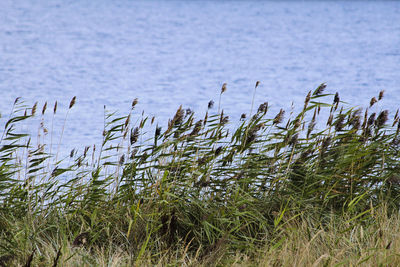 Close-up of plants growing on beach