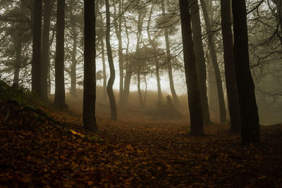 Trees in forest during autumn