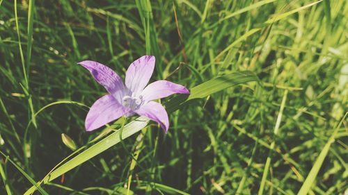 Close-up of purple flower growing on field