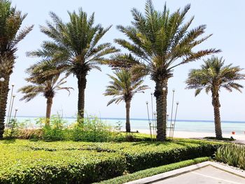 Palm trees by sea against sky