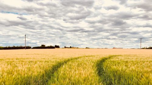 Scenic view of agricultural field against sky