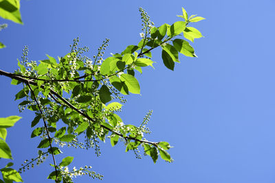 Low angle view of leaves against clear blue sky