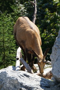 Billy goat standing on rock