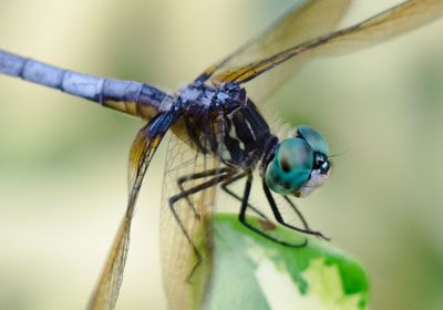 Close-up of insect