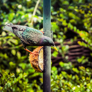 Close-up of bird perching on leaf