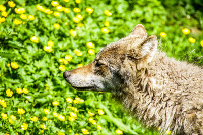 Side view of a dog