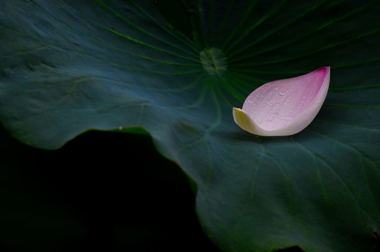 CLOSE-UP OF PINK LILY IN WATER