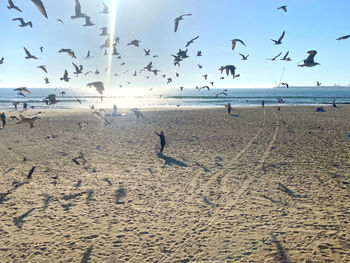 Seagulls flying over beach while woman poses with a surfboard 