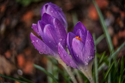 Close-up of wet purple crocus flower