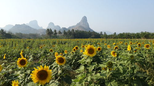 Scenic view of sunflower field against sky