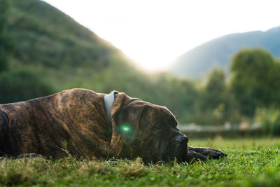 Close-up of a dog