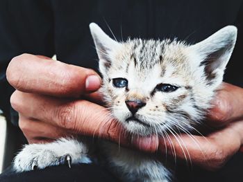 Close-up of hands holding cat