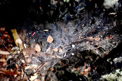 Close-up of leaves in water