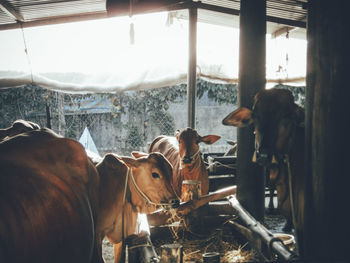 Cows in barn