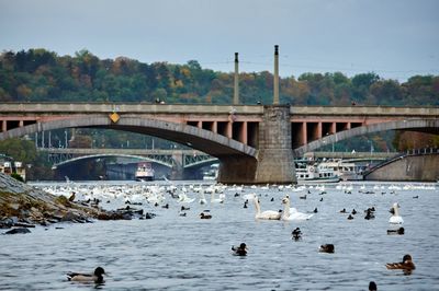 Ducks in a bridge over river