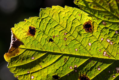 Close-up of lizard on leaf