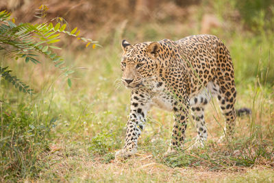 Leopard walking on grassy field