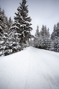 Road amidst trees against sky during winter