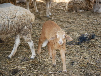 Sheep standing in a field