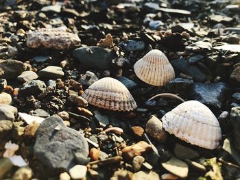 Close-up of shells on ground