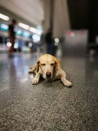 Portrait of dog lying down on floor