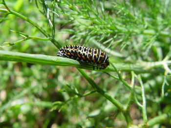 Close-up of butterfly on leaf