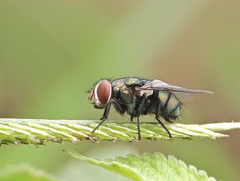 Oriental latrine fly - green flies, close up details of flies