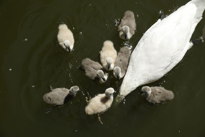 High angle view of birds swimming in lake