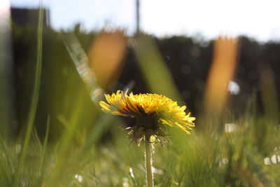 Close-up of yellow flowering plant on field