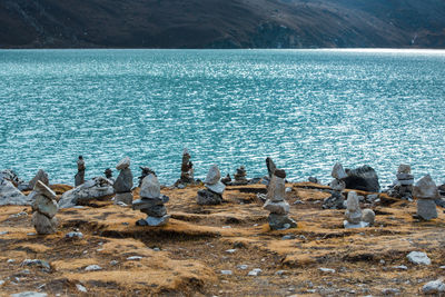 Flock of birds on beach