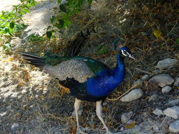 Side view of bird on field