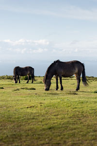 Horses grazing in a field