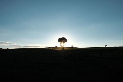 Sun reflecting off tree against sunset