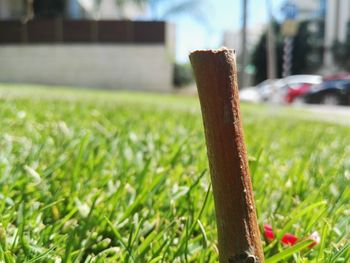 Close-up of grass on grassy field