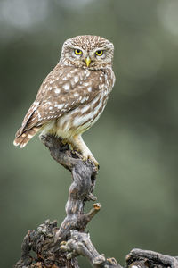 Close-up portrait of owl perching on branch