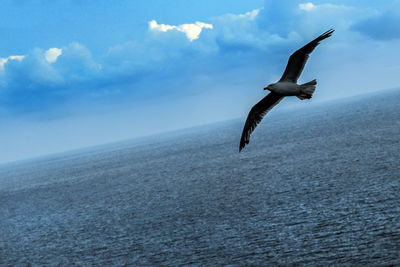 Seagull flying over sea against sky