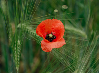 Beautiful poppies on the meadow, poppy meadow