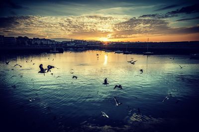 Birds swimming in sea against sky during sunset