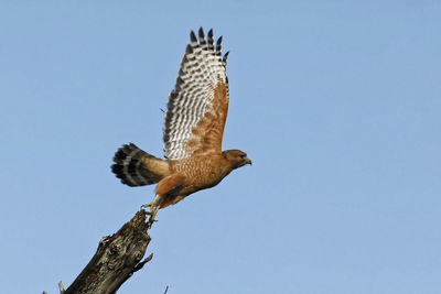 Low angle view of eagle flying against clear sky