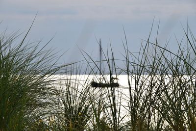 Close-up of grass against plants