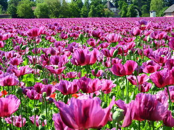 Pink tulips in field