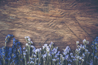 High angle view of purple flowering plants on table