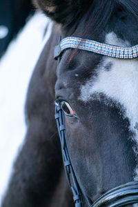 Close-up of horse